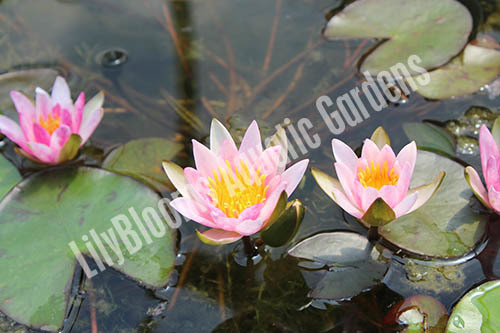 Laydekeri Lilacea - Dwarf Pink Water Lily