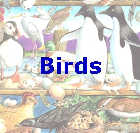 Themes - Birds Jigsaw Puzzles