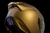 Icon Domain Cornelius Helmet