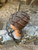 Earthy Chocolate Tuque 