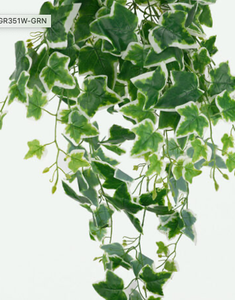 Ivy Hanging Bush