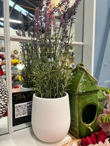 Potted Lavender