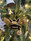 Bee Deco