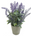 Potted Lavender