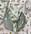 Olives Napkins Set of 4
