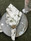 Olives Napkins Set of 4