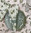 Olives Napkins Set of 4
