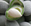 Amande verte - Green almond French Room Spray
