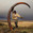 mammoth tusk ivory earrings