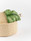 Palm tree Belt