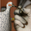 Guinea Fowl Grey Pecking