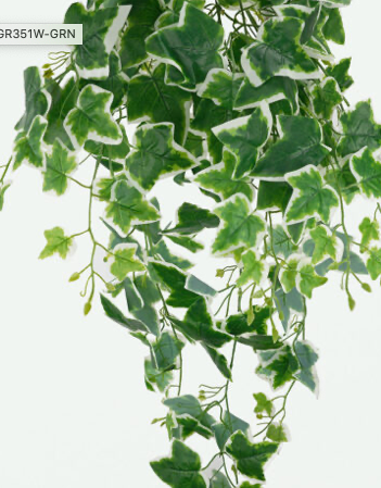 Ivy Hanging Bush