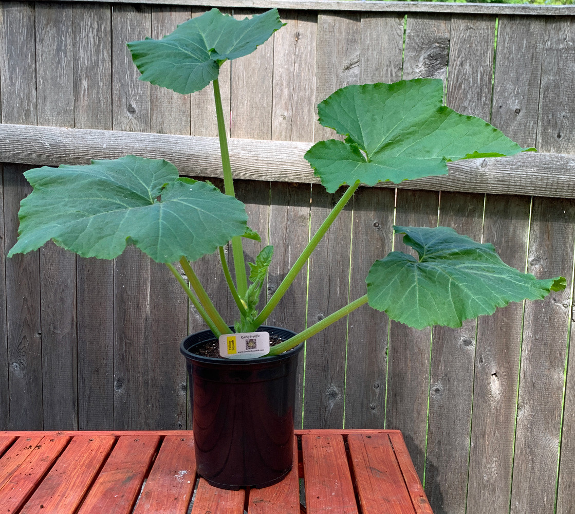 Early Prolific Straightneck Squash - Yellow Squash Seedling