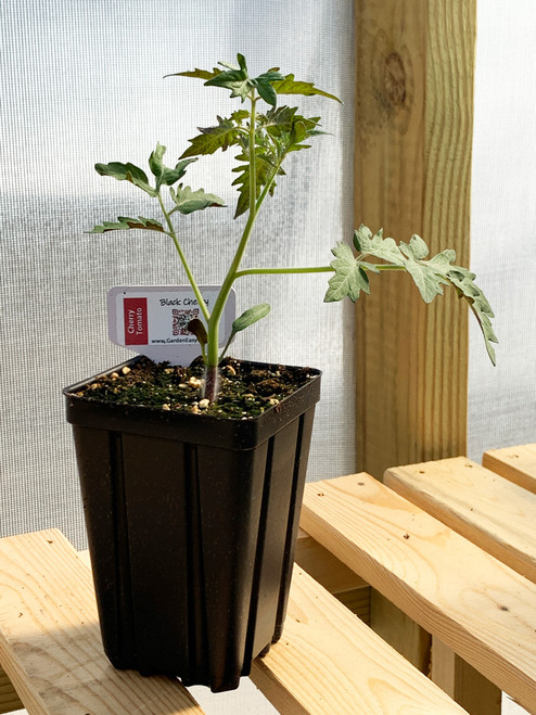 Black Cherry Tomato Plant in a 3.5 x 5 inch deep pot