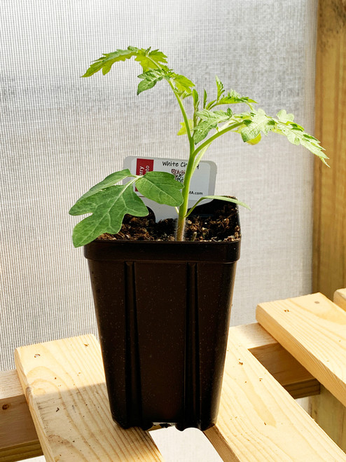 White Cherry Tomato Plant in a 3.5 x 5 inch deep pot