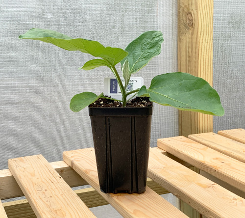 Black Beauty Eggplant Plant in a 3.5 x 5 Inch Tall Square Pot