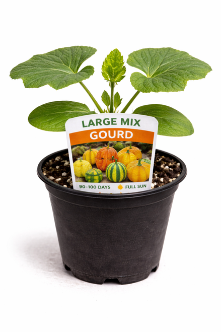 Large Gourds Mix - Gourd Seedling