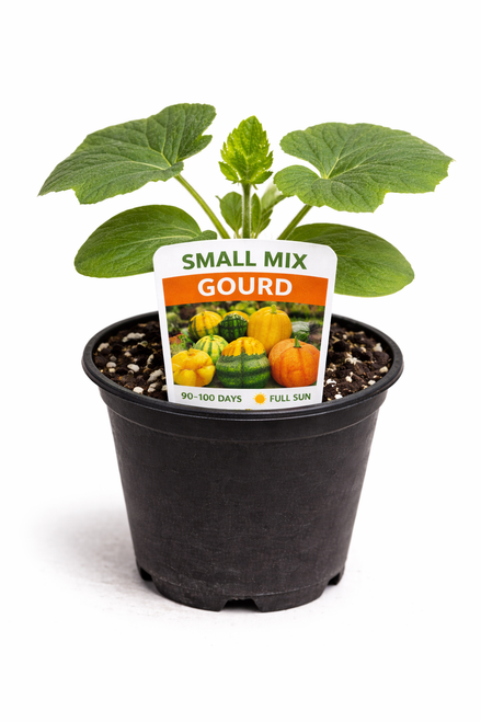 Small Gourds Mix - Gourd Seedling