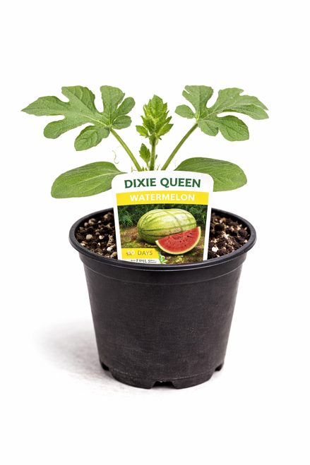 Dixie Queen Watermelon - Watermelon Seedling