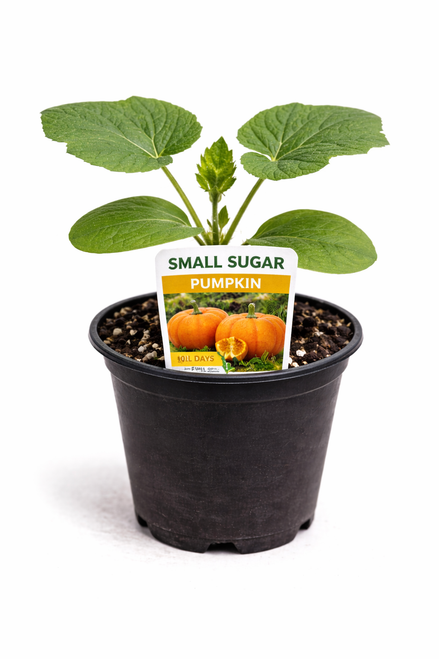 Small Sugar Pumpkin - Pumpkin Seedling