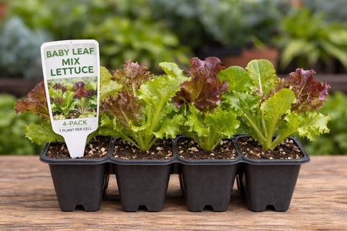 Baby Leaf Mix Lettuce - Lettuce Seedling (4-Pack)
