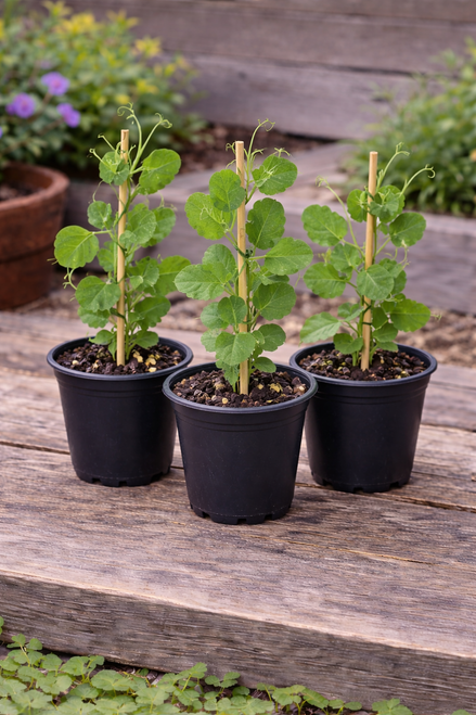 Sugar Snap Pea Seedling
