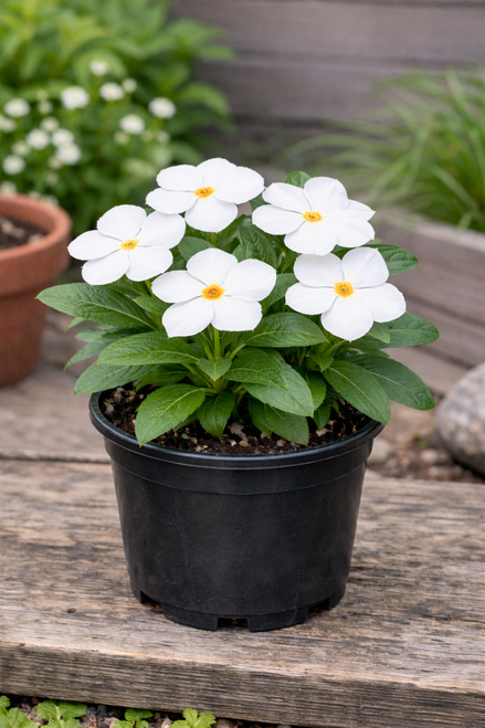 Vinca Pacifica (White) XP Formula