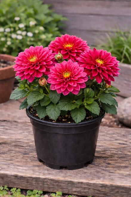 Dahlia - Border Decorative Garden Mystery