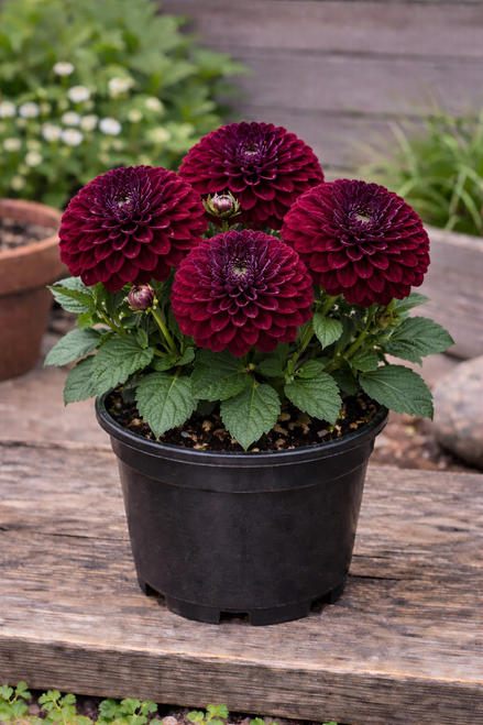 Dahlia - Dark Spirit