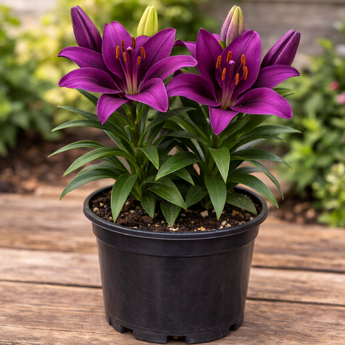 Purple Dream - Asiatic Lily