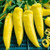 Hungarian Yellow Wax - Hot Pepper Seedling