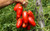 Picture of San Marzano Tomatoes