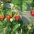 Seascape Strawberry - Strawberry Seedling