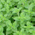 Oregano - Common Italian - Herb Seedlings