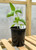 Genovese Basil Plant in a 3.5 x 5 Inch Tall Square Pot