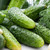 Boston Pickling - Pickling Cucumber Seedling