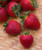 Ozark Strawberry - Strawberry Seedling