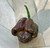 Chocolate Trinidad Scorpion Pepper - Hot Pepper Seedling