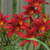 Crimson Pirate Lily Plants