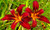 Crimson Pirate Lily Plants