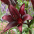 Landini Asiatic Lily Plants