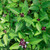 Cinnamon Basil - Herb Seedlings