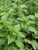 Cinnamon Basil - Herb Seedlings