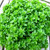 Dwarf Greek Basil - Herb Seedlings