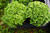 Dwarf Greek Basil - Herb Seedlings
