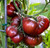 Black Krim Heirloom Slicing Tomato - Tomato Seedling