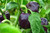 Merlot Purple Bell Pepper - Sweet Pepper Seedling