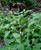 Cat Nip - Herb Seedlings
