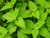 Cat Nip - Herb Seedlings