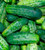 Bush Pickle - Pickling Cucumber Seedling